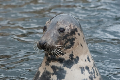 Grijze Zeehond