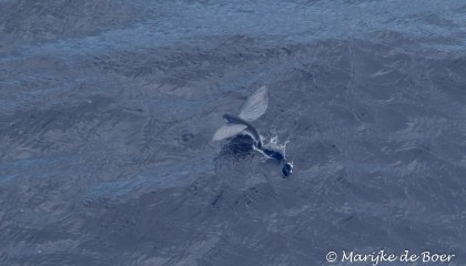Flying Fish