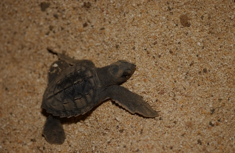 Ascension Island