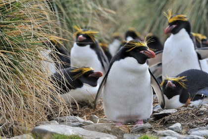 Goldschopfpinguin