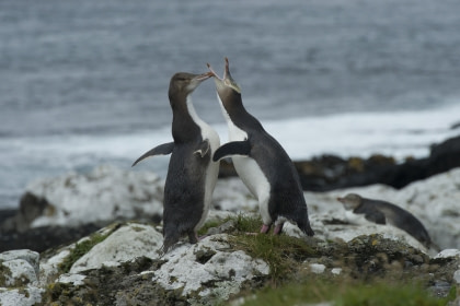 Gelbaugenpinguin