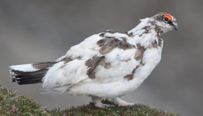 Alpenschneehuhn