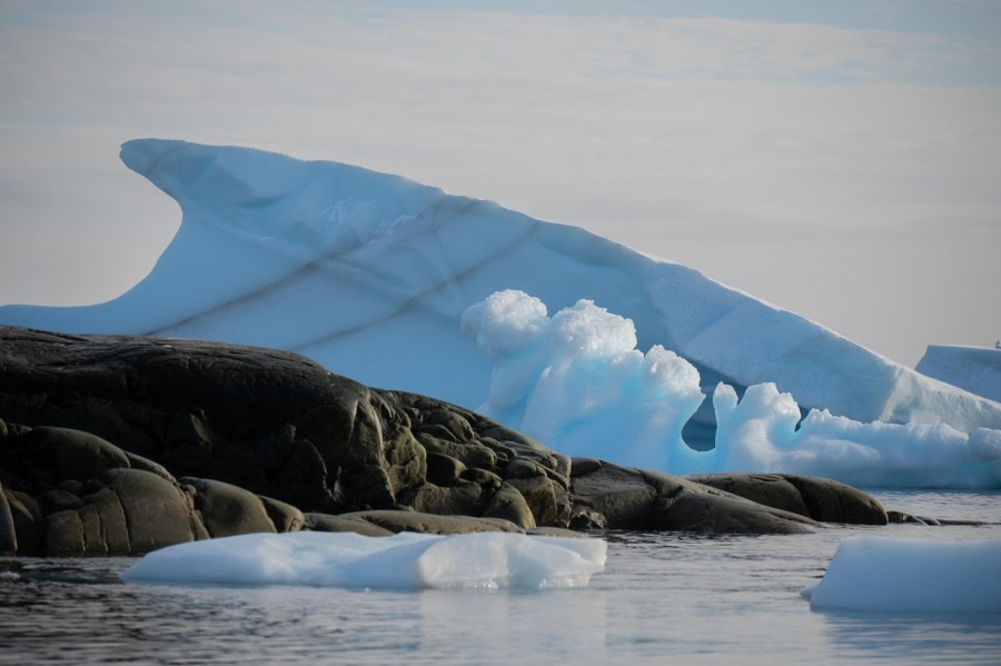 Shark Iceberg