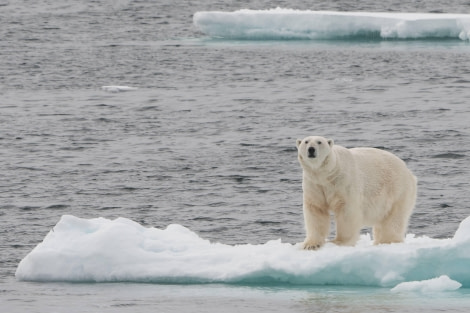 The Arctic