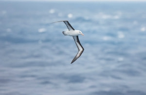 Birding