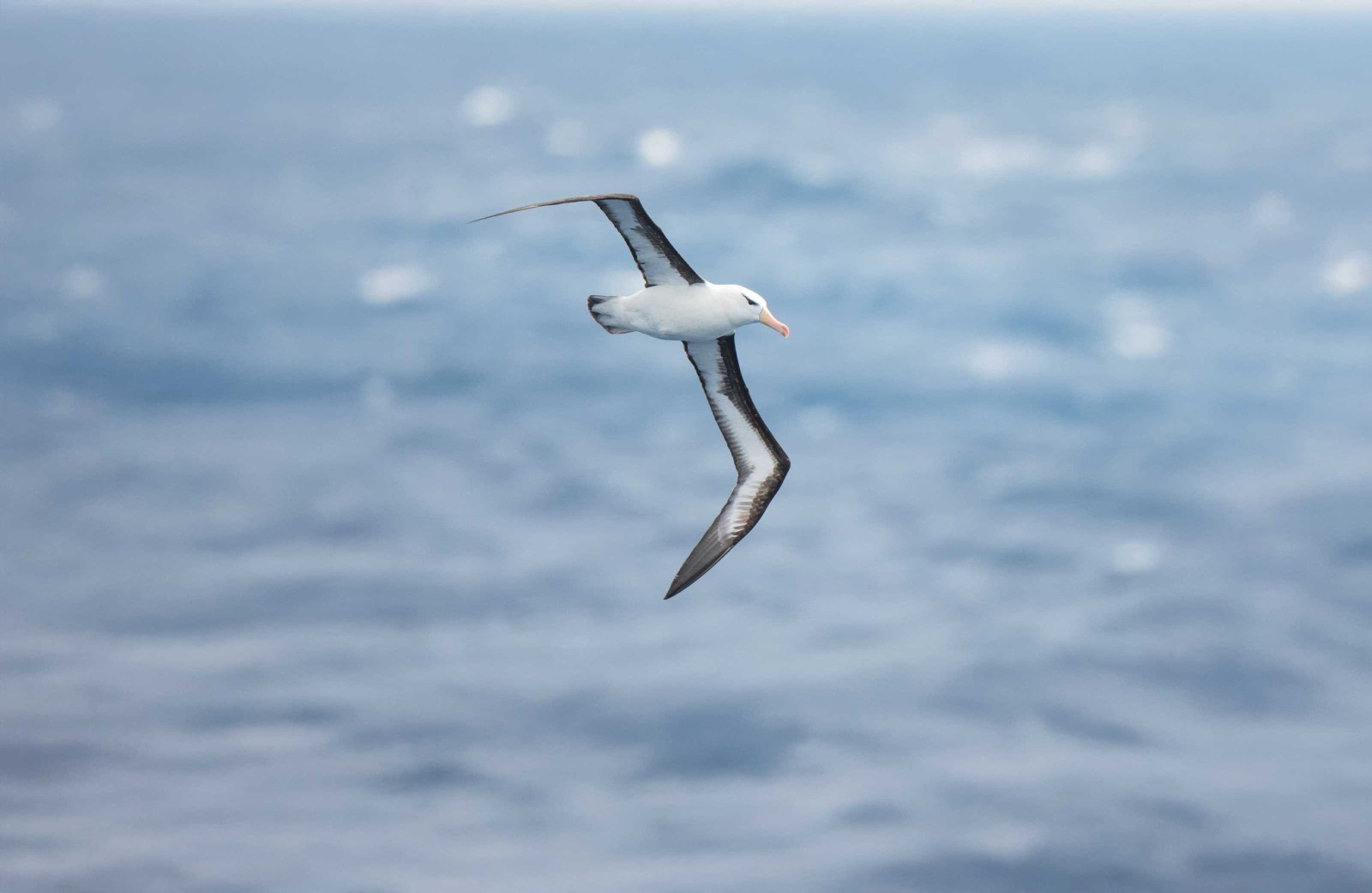 Birding