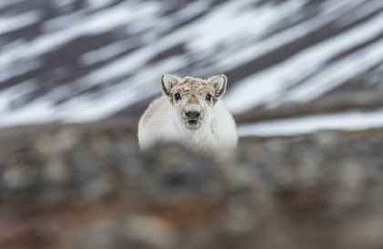 North Spitsbergen Explorer - Versatile Landscapes, Sea Ice & Wildlife