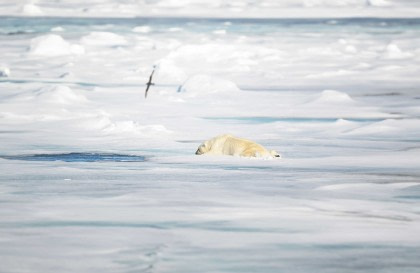 North Spitsbergen Explorer - Versatile Landscapes, Sea Ice & Wildlife