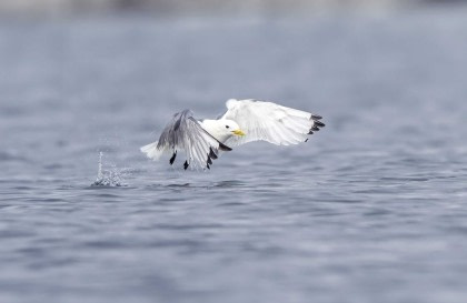 Arctic Ocean - Fair Isle, Jan Mayen, Ice Edge, Spitsbergen, Birding Special