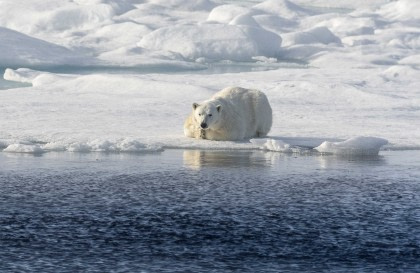 North Spitsbergen Explorer - Into the Pack Ice - Polar Bear Special - Summer Solstice