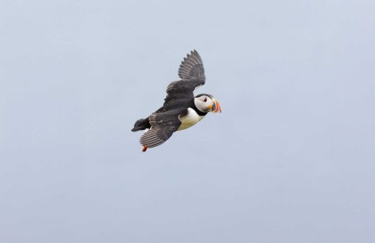 Arctic Ocean - Aberdeen, Fair Isle, Jan Mayen, Ice edge, Spitsbergen, Birding