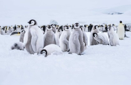 Antarctica - Emperors & Snow Hill Island - Helicopters