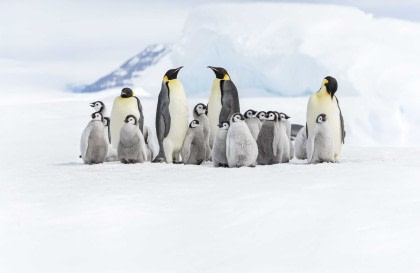 Antarctica - Emperors & Snow Hill Island - Helicopters