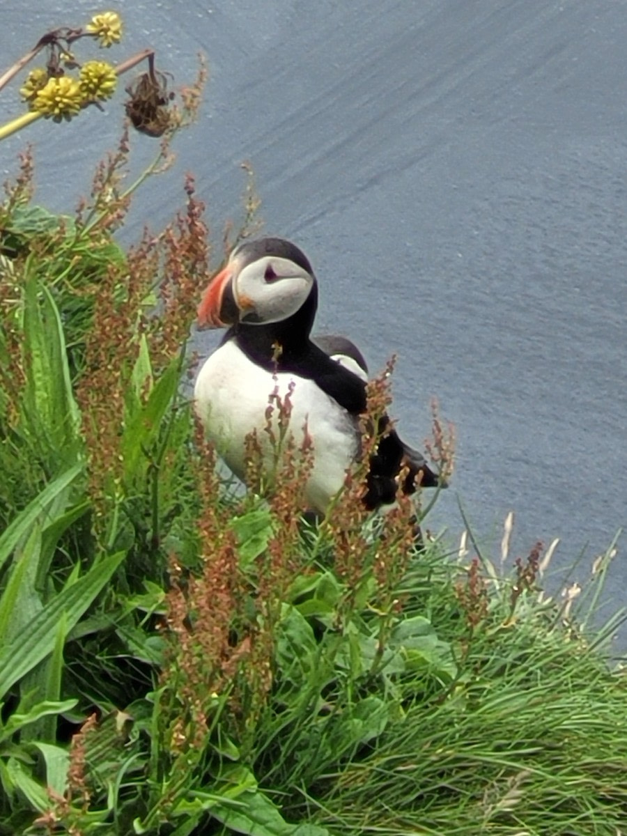 ♡ Puffin ♡