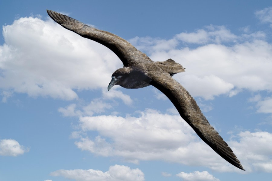 Freedom
