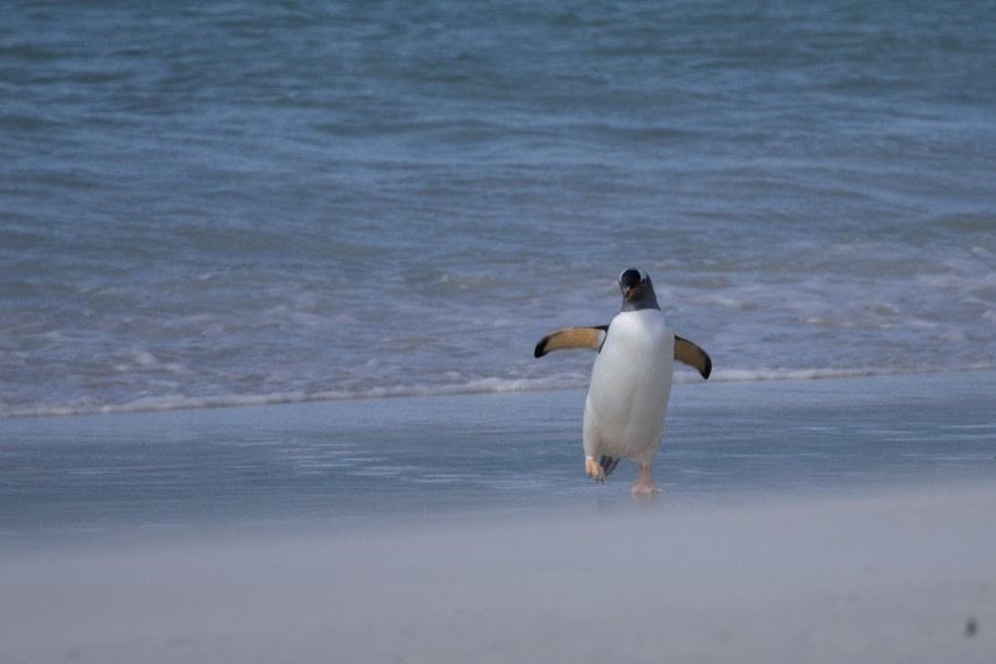 Where’s my towel