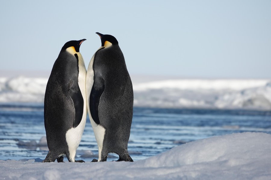 Emperor Pengins - Encounters on the ice