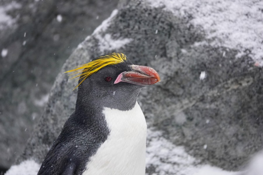 Macaroni Penguin - Half Moon Island