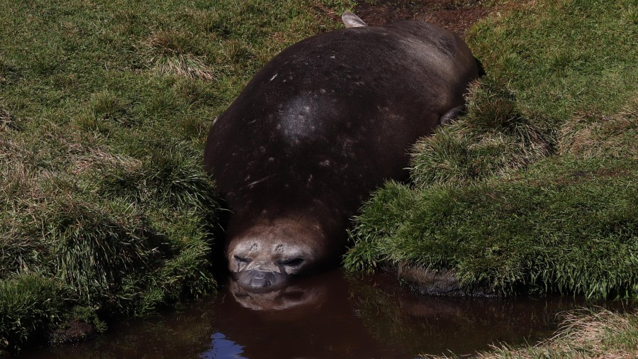 Elephant seal in water at Grytviken