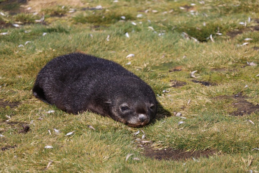 Baby seal at Salisbury Plain