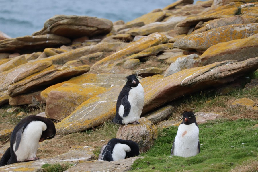 Rockhopper at Carcass Island