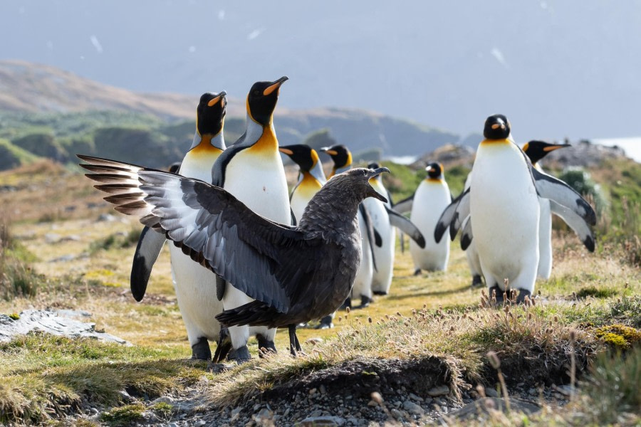 penguins and skua, fortuna bay
