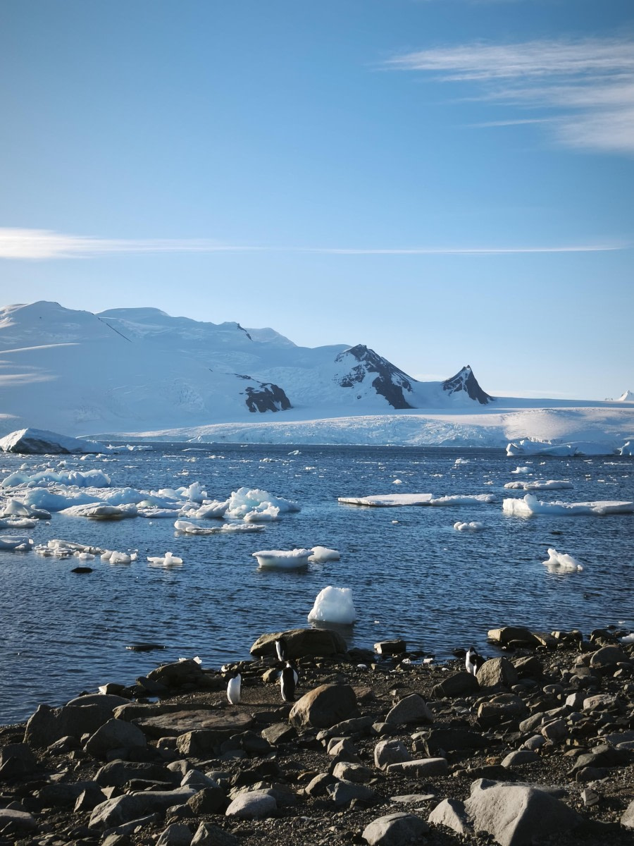 Penguins and Icebergs