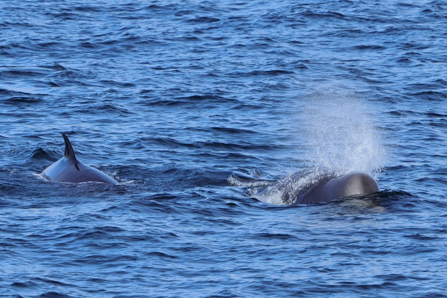 Bottle-nosed Whales