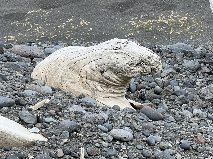 Driftwood Jan Mayen