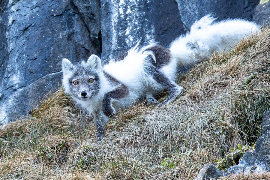 Spitsbergen  5.-12.06.2026