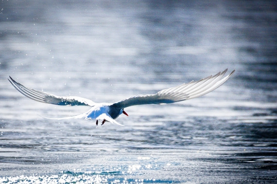 Spitsbergen  5.-12.06.2026