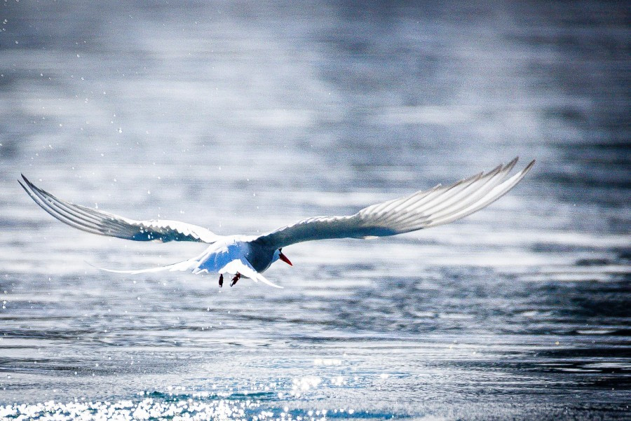 Spitsbergen  5.-12.06.2026
