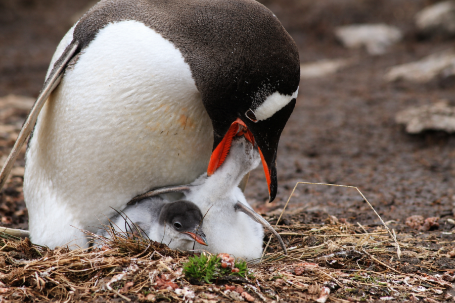 Parental care - Gentoo Penguins